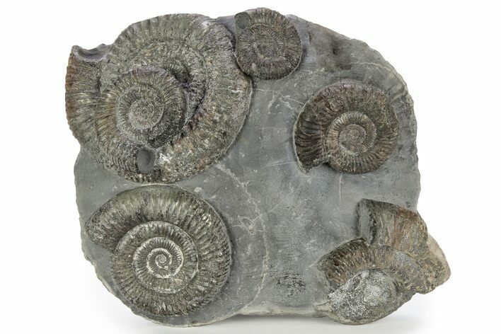 Ammonite (Dactylioceras) Fossil Cluster - England #243496